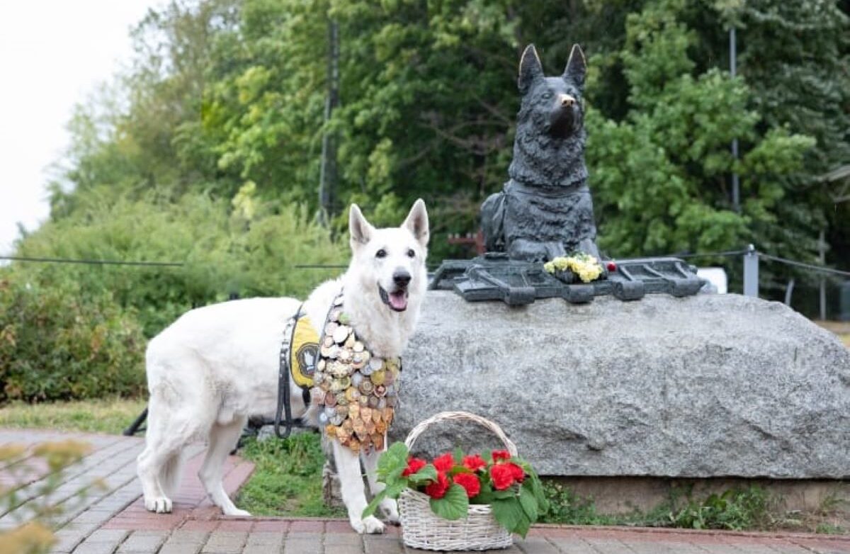 Собака ценой жизни спасла ребенка от машины и получила высшую награду