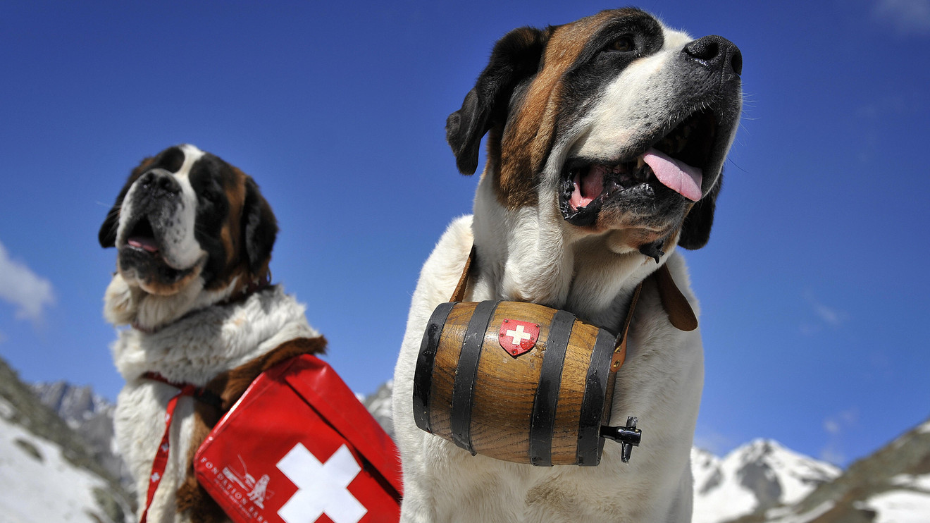 Пес вытащил туриста с переломом из горного ада