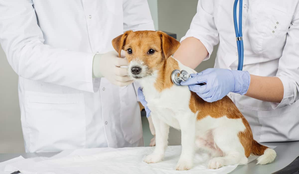 Пес-герой спасает хозяйку от опасных скачков сахара