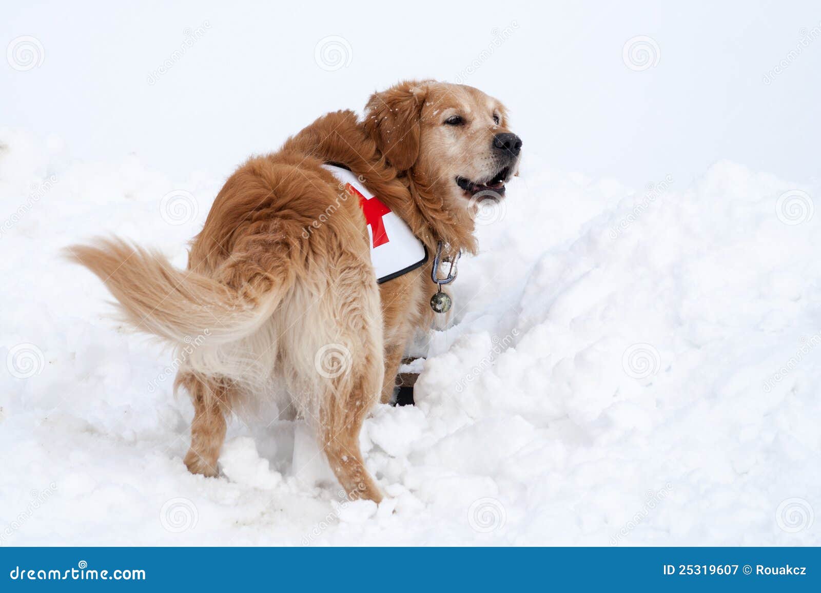 Пес-герой получил медаль за спасение детей из горящего дома