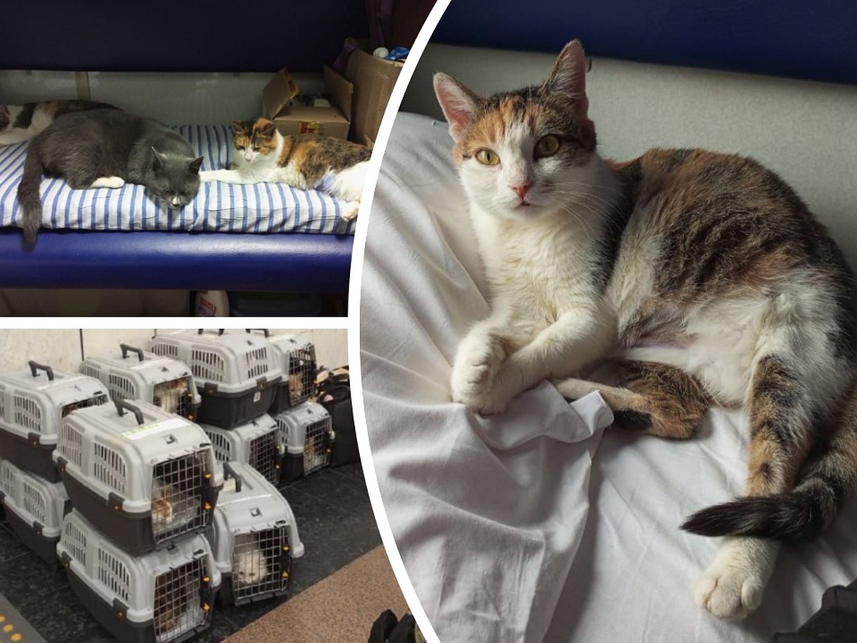 Материнский инстинкт кошки спас пять котят из огненного ада