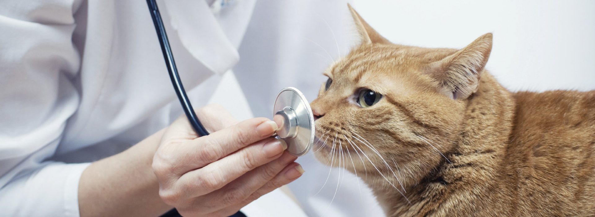 Мурлыкающий ангел в палатах хосписа