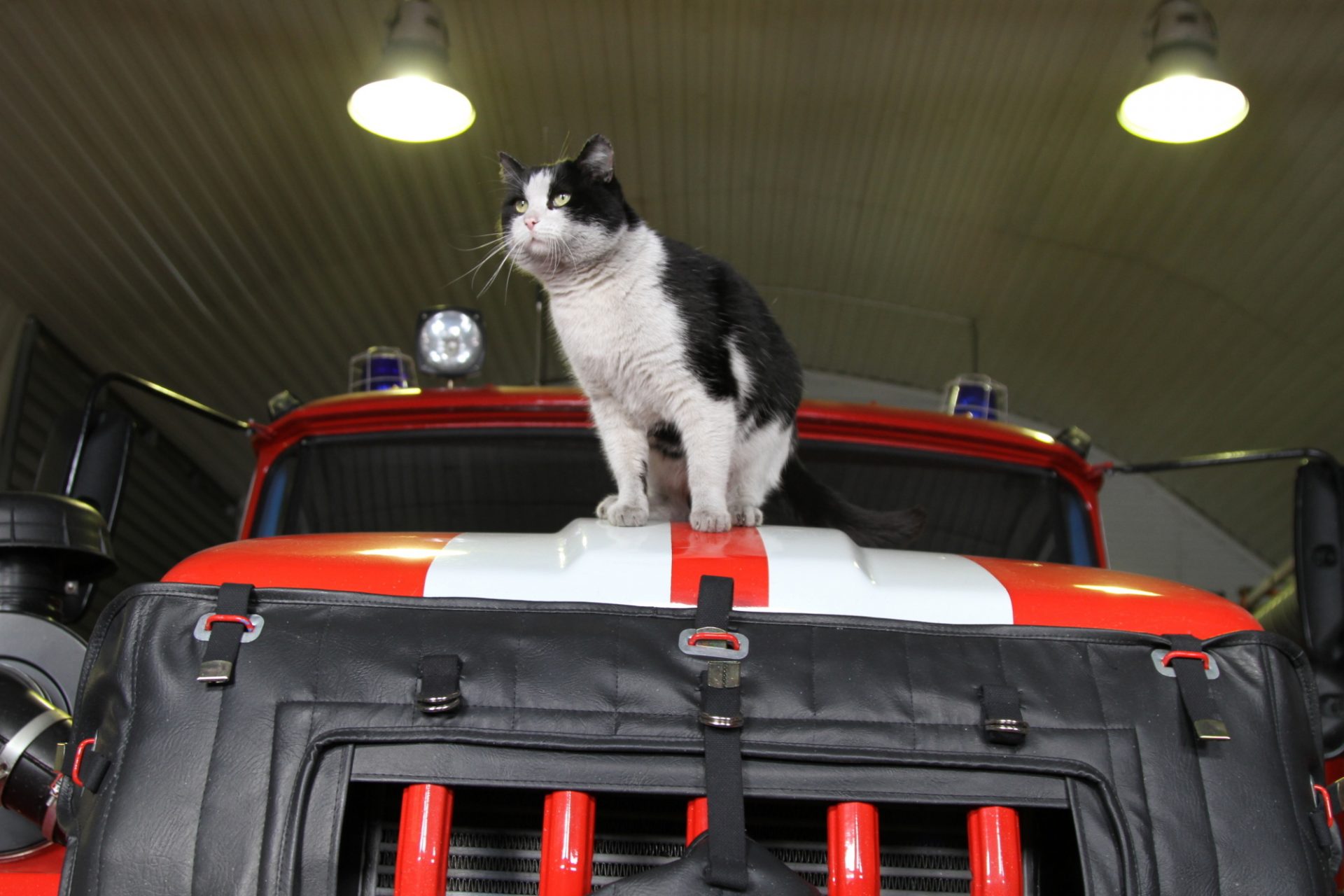 Кот из TikTok спас целый город от огня и стал легендой