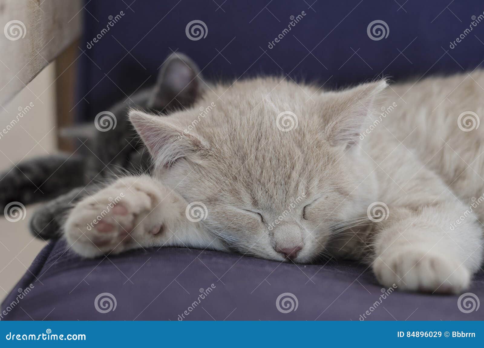 Ваш кот дергает хвостом во сне и вот что это значит