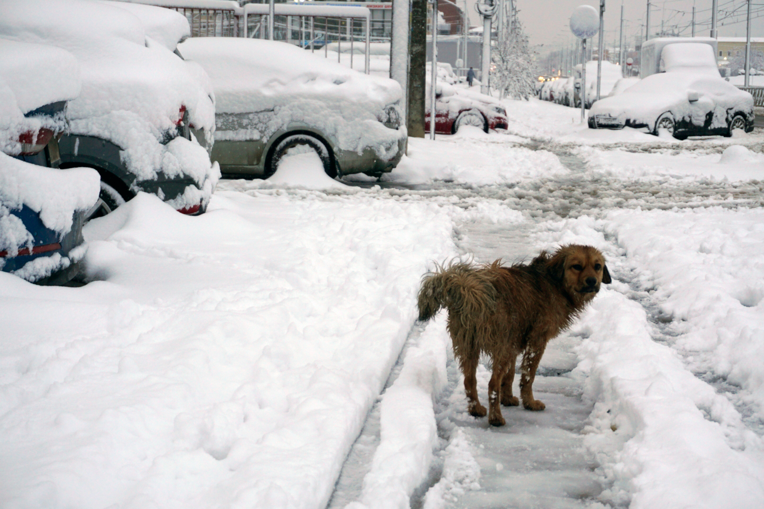 Почему ваша собака ест снег и когда это опасно