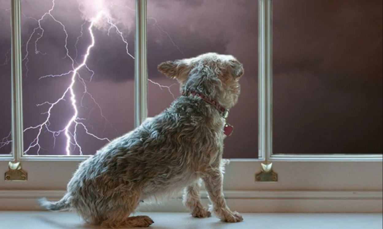 Почему собаки боятся грозы и как им помочь