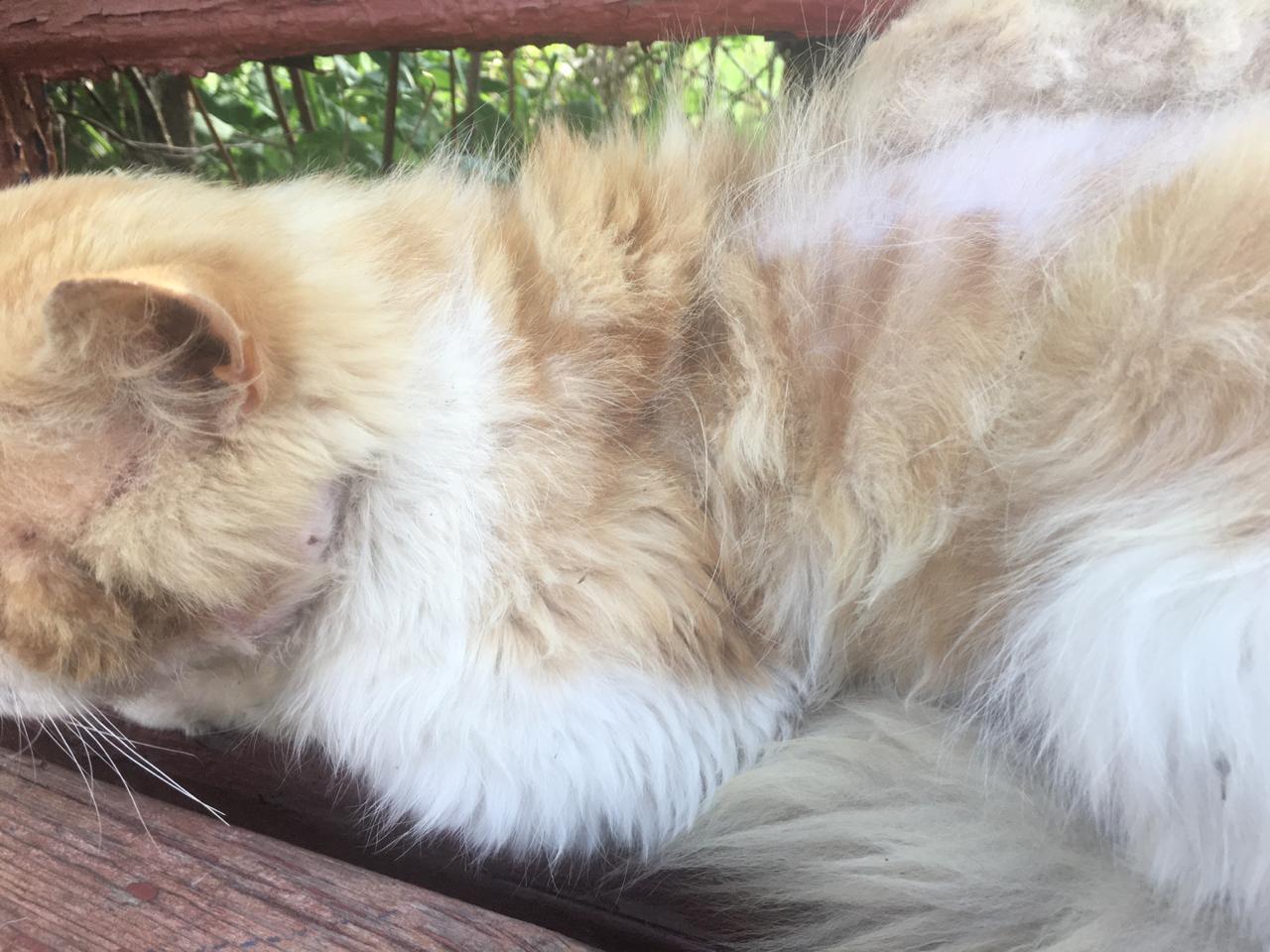 Почему кошка вылизывает себя до проплешин и как ей помочь