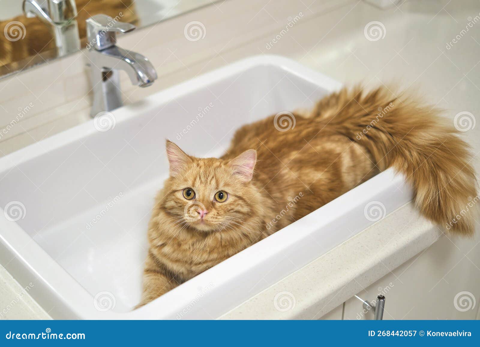 Ваша кошка сидит в раковине Вот что это значит