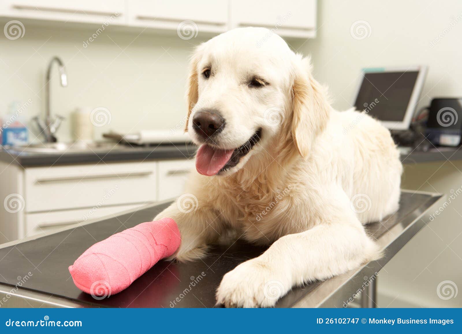 Собачья слюна лечит или калечит