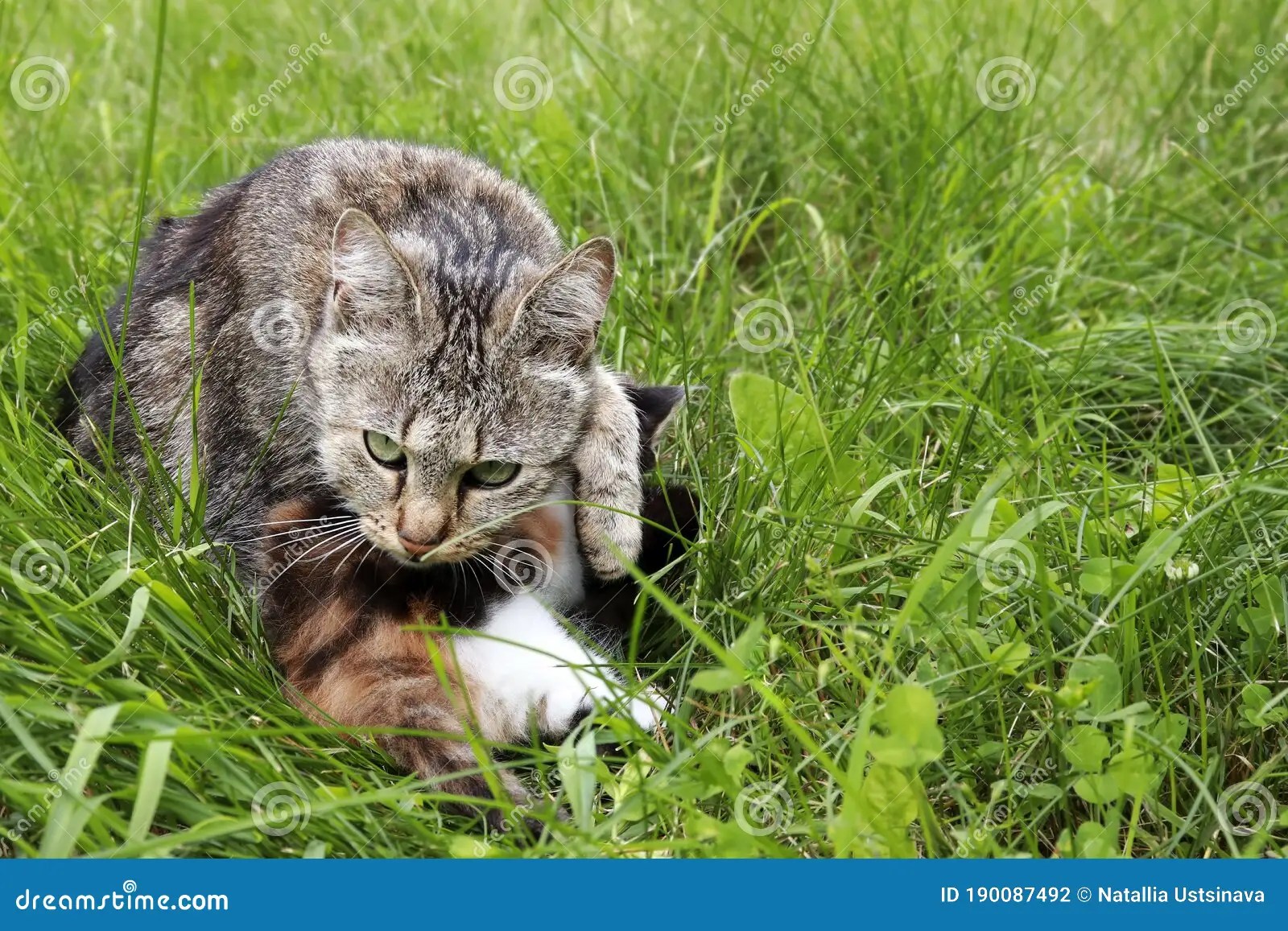 Ваша кошка обманывает птиц и вот как это работает