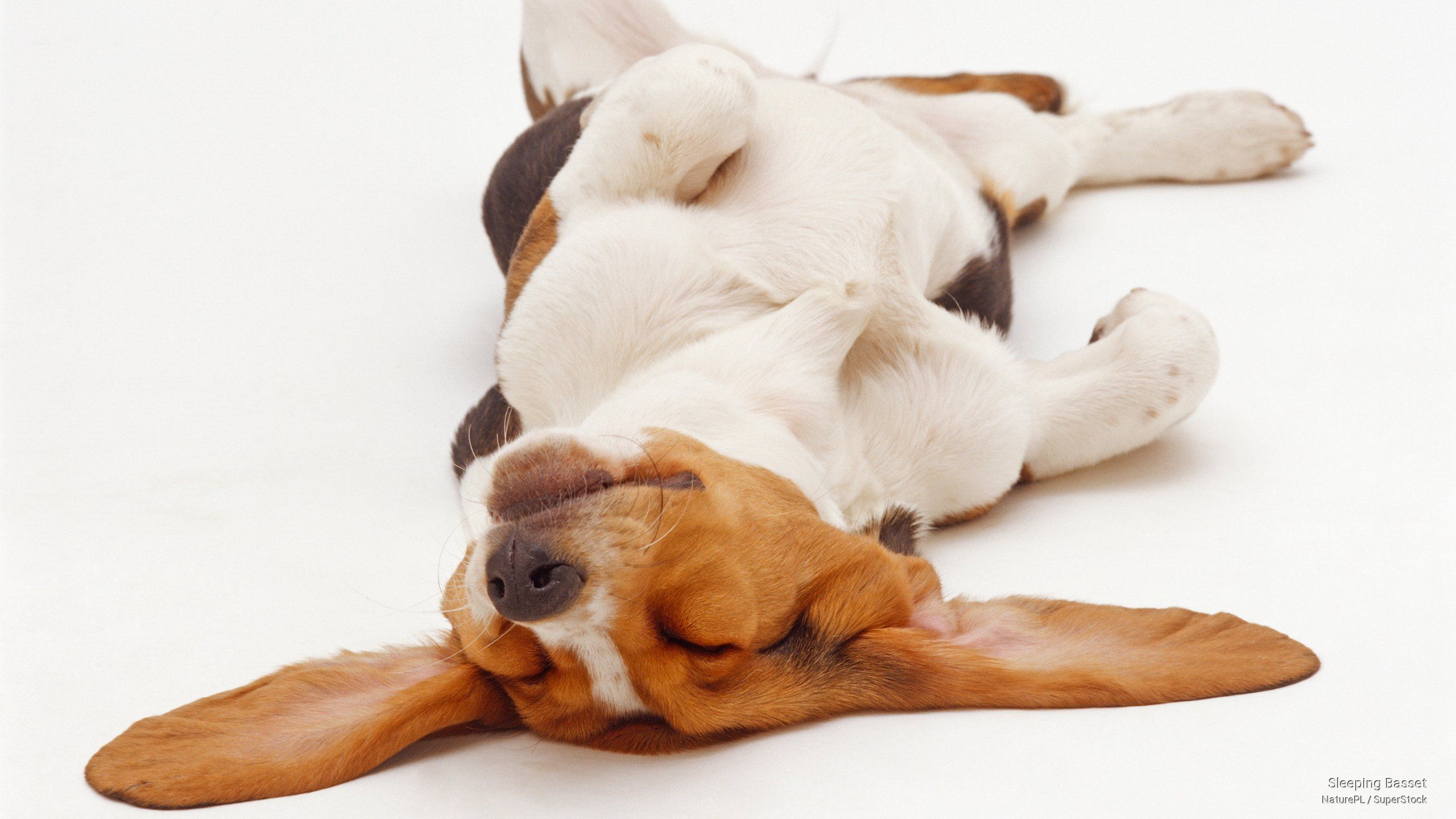 Почему ваша собака виляет хвостом во сне и как это расшифровать