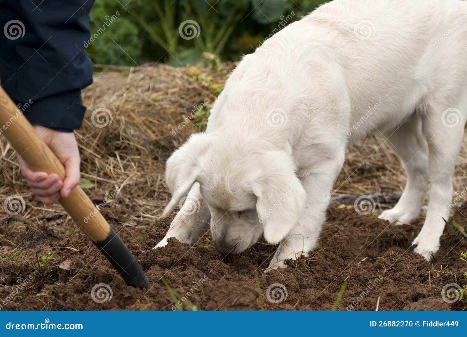 Почему ваша собака роет ямы во дворе и как это остановить
