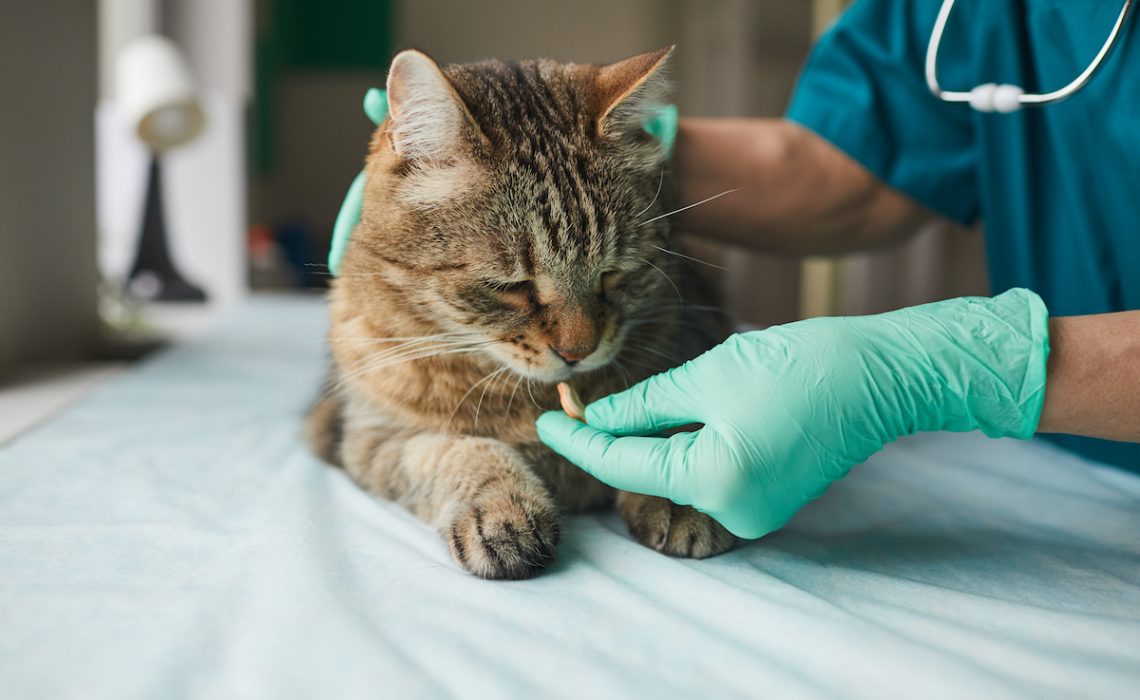 Почему кошки дергают кожей на спине и когда это опасно