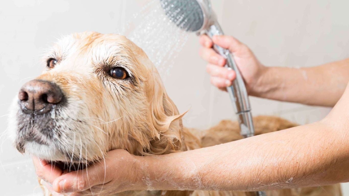 Секретный жест собак который сводит хозяев с ума