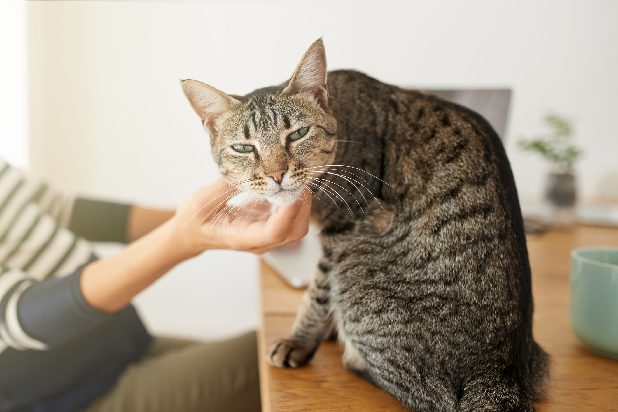 Почему ваша кошка трется о ноги и как это расшифровать