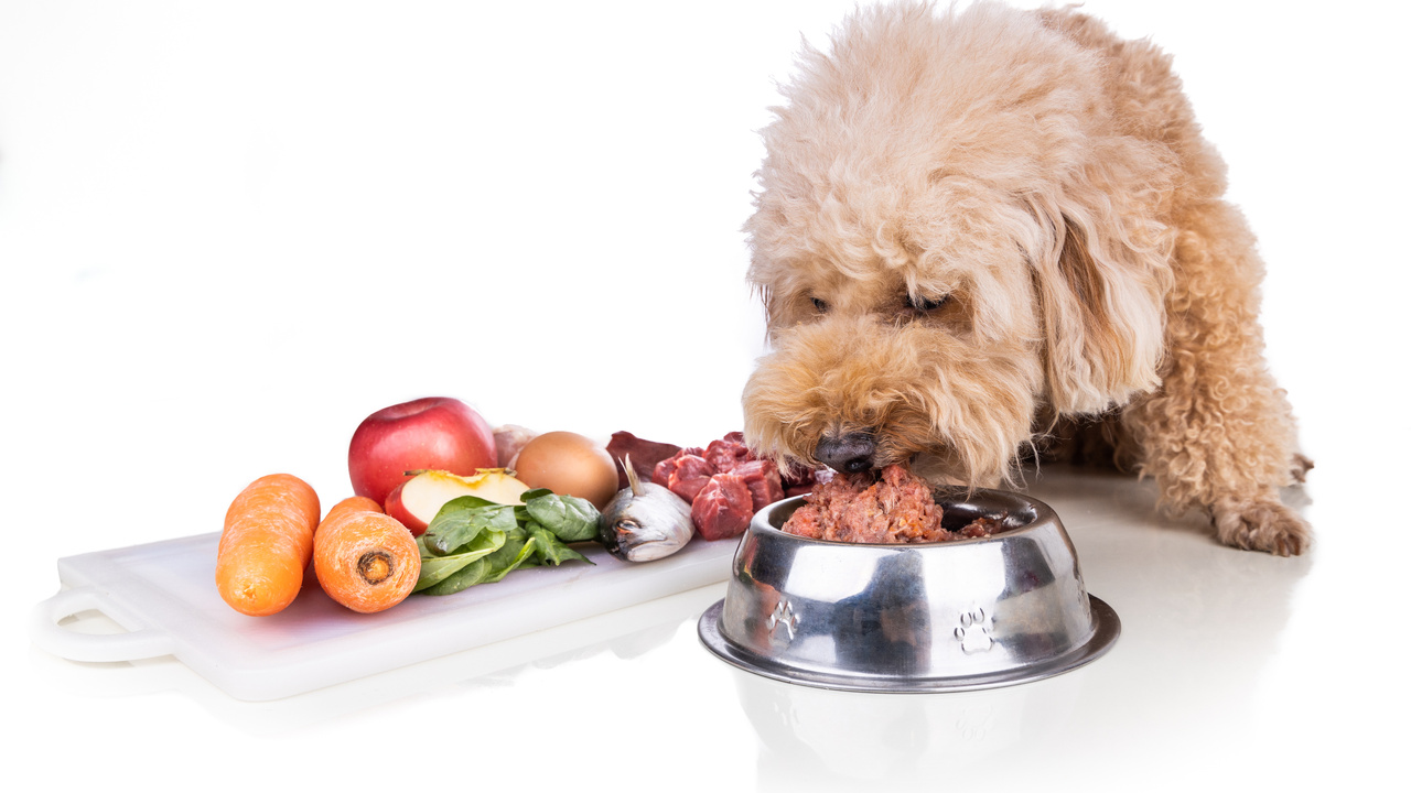 Почему собаки едят траву и стоит ли волноваться