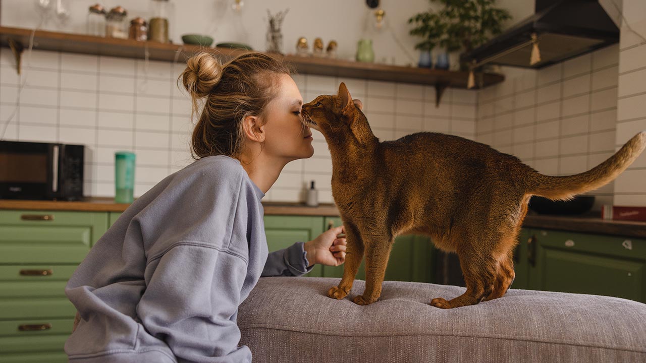 Почему кошки бодают вас лбом и как это расшифровать