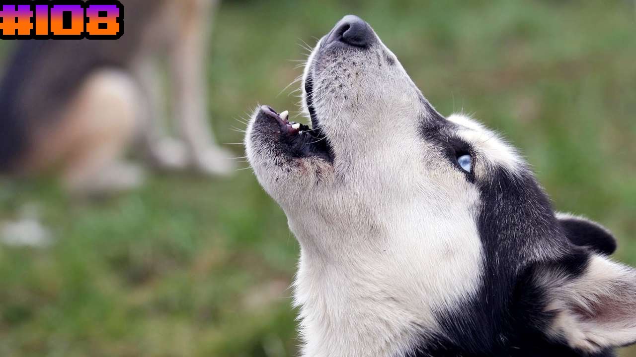 Почему собаки воют на сирены и как это остановить
