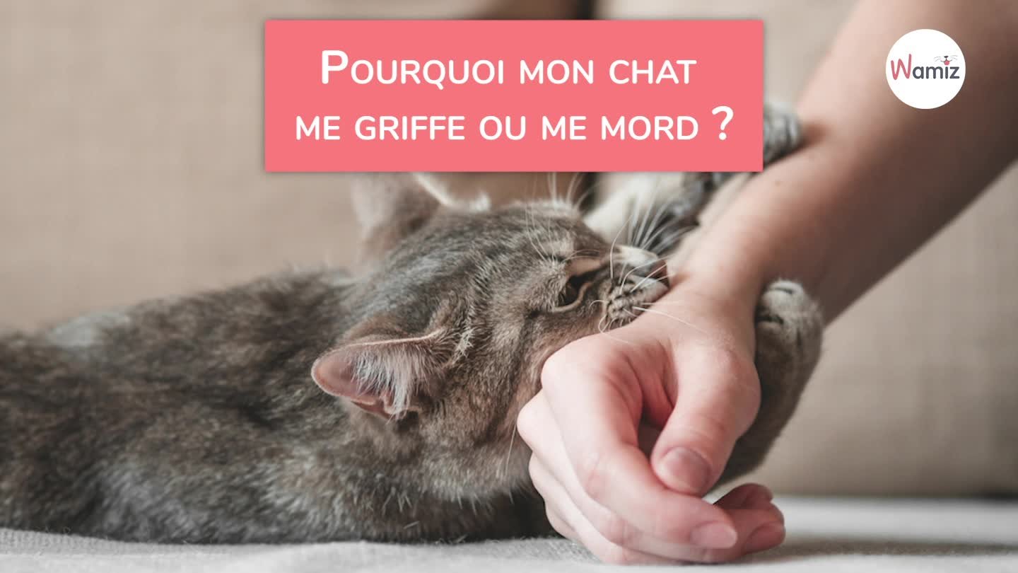 Почему ваша кошка атакует пятки и как это остановить