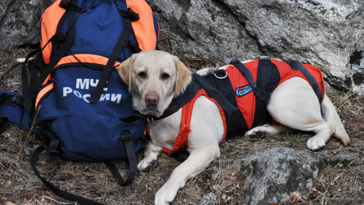 Спаниель спас 9 жизней под завалами после взрыва