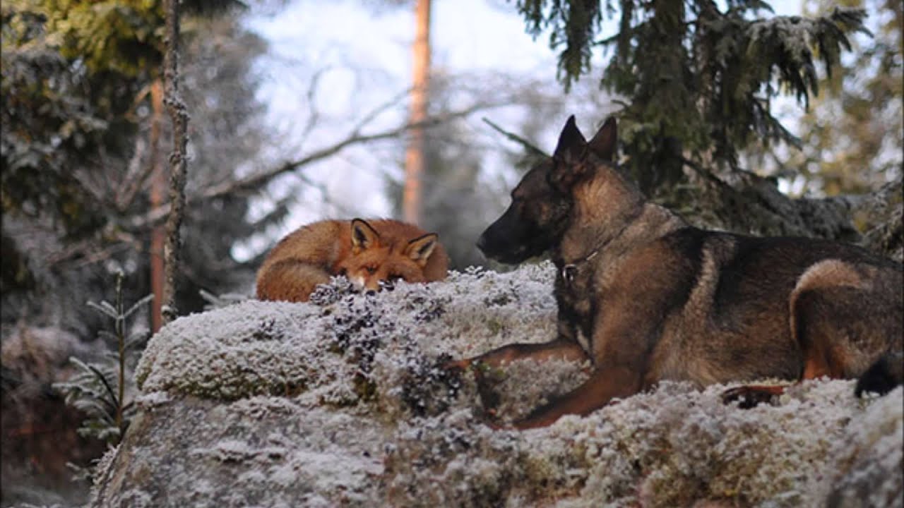 Собака три дня охраняла раненого лося и не дала ему погибнуть