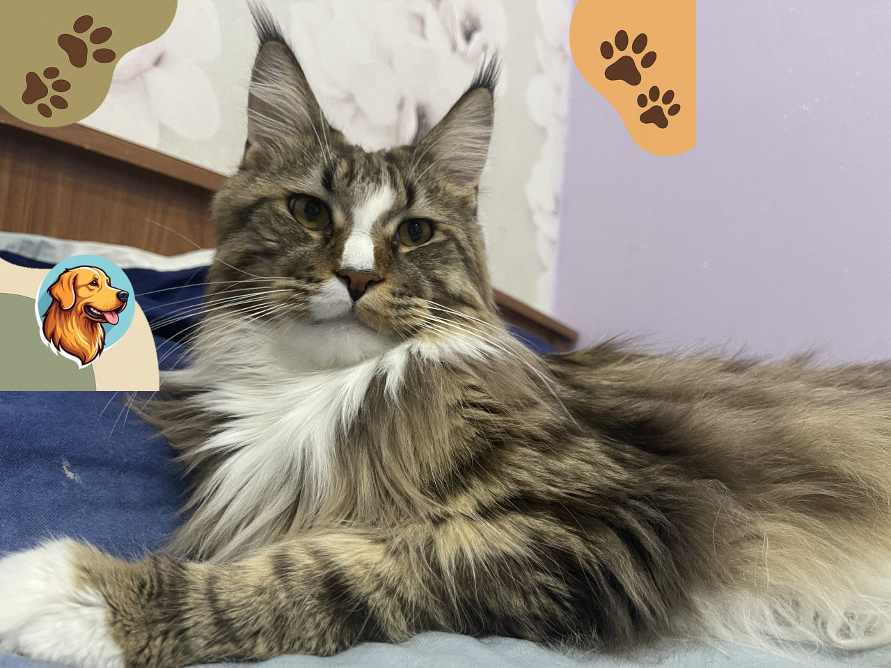 Мейн-кун — гигант с сердцем котенка