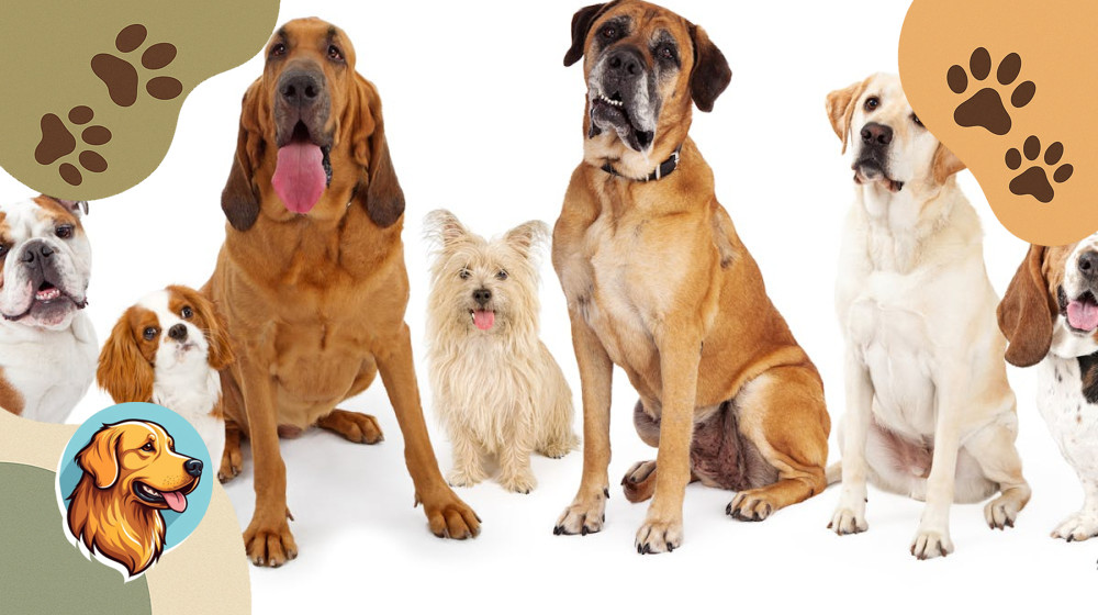 Эти породы собак украли сердца миллионов