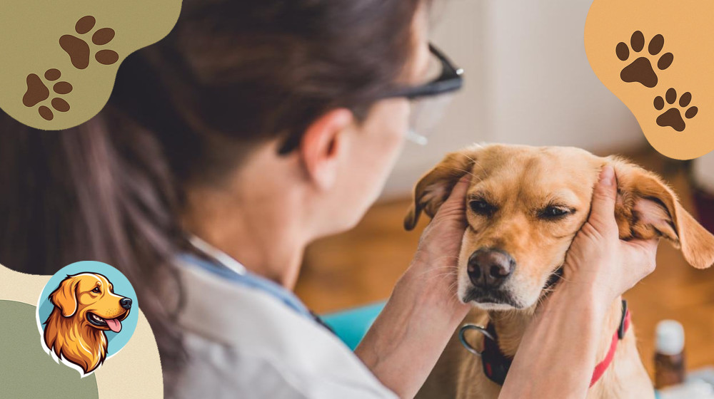 Если бы собаки могли выбирать между стейком и прогулкой