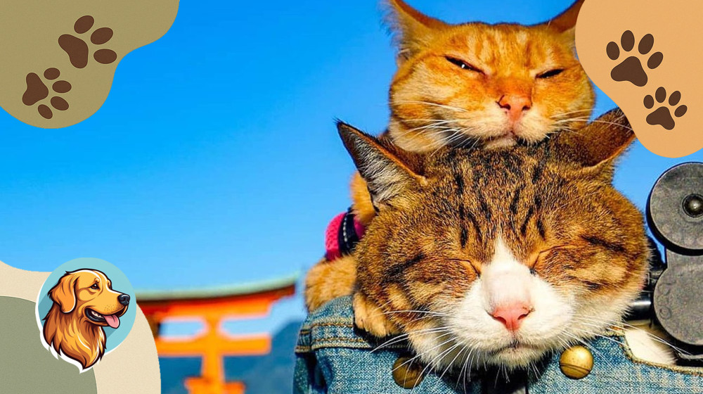 Этот кот объехал полмира а ты угадаешь где он был