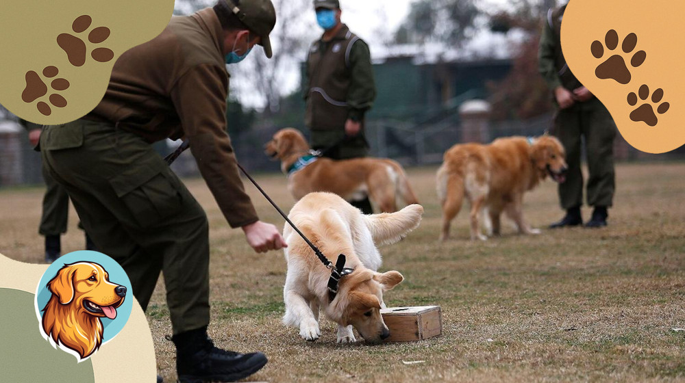 Эти собаки зарабатывают больше вас