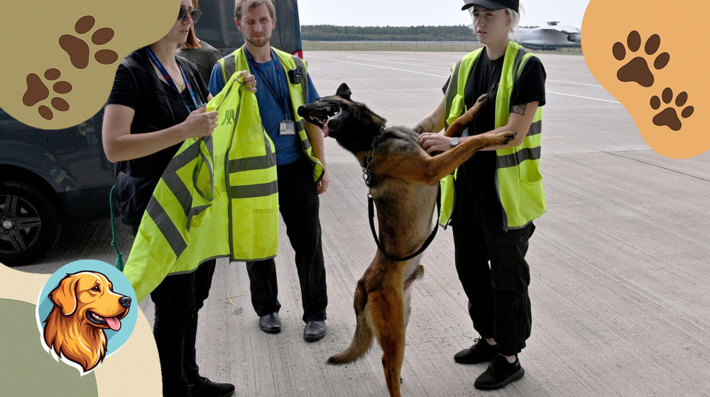 Собаки зарабатывают больше чем вы