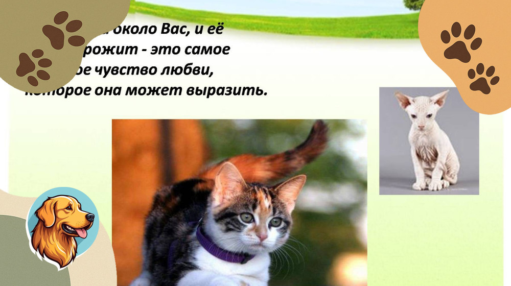 Пройди тест "Кото-викторина" и узнай, настоящий ли ты знаток кошек