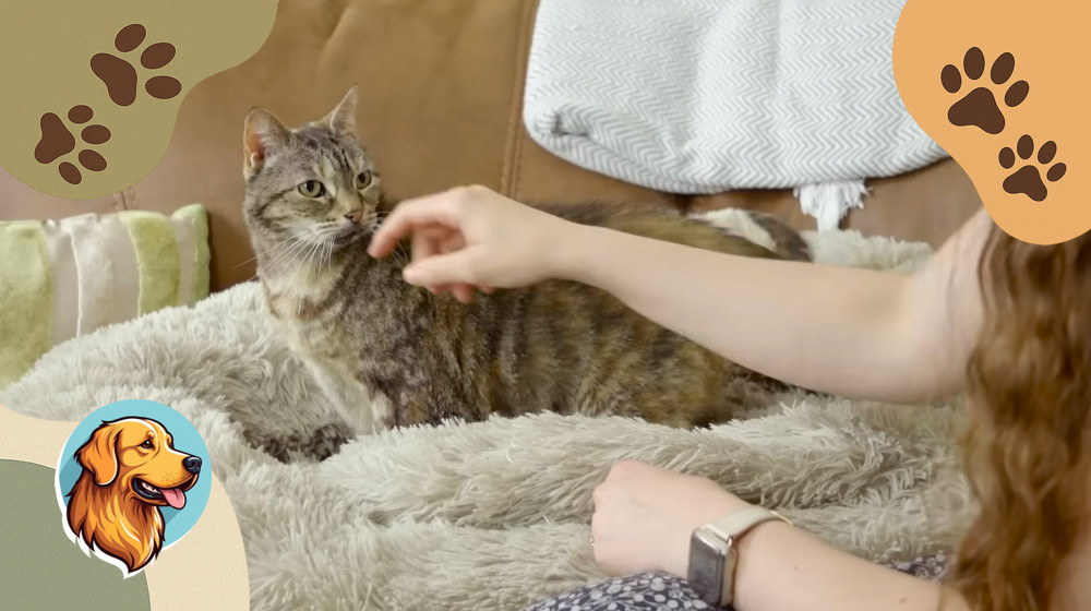 Эти котики попали в книгу рекордов Гиннесса