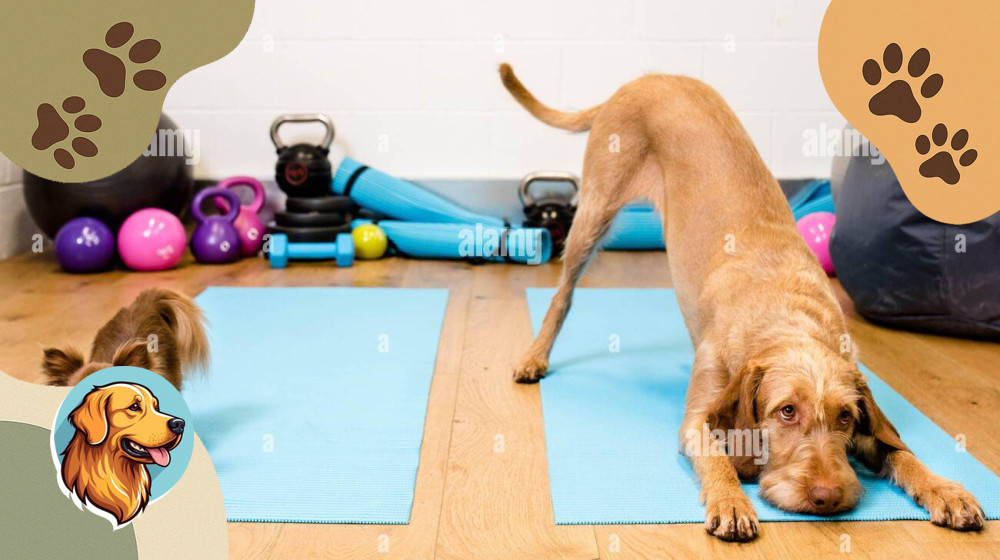 Секреты идеальной формы для вашей собаки