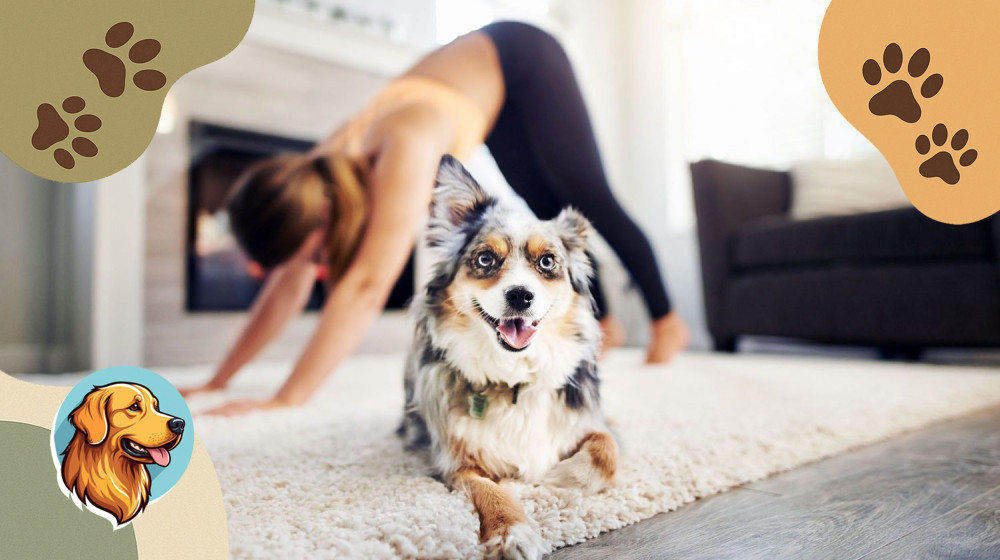 Ваш пес не худеет потому что вы не знаете этих 5 правил