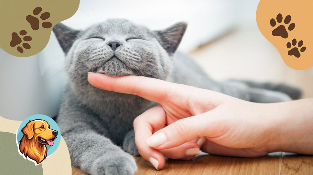 Ваш кот на самом деле вас анализирует