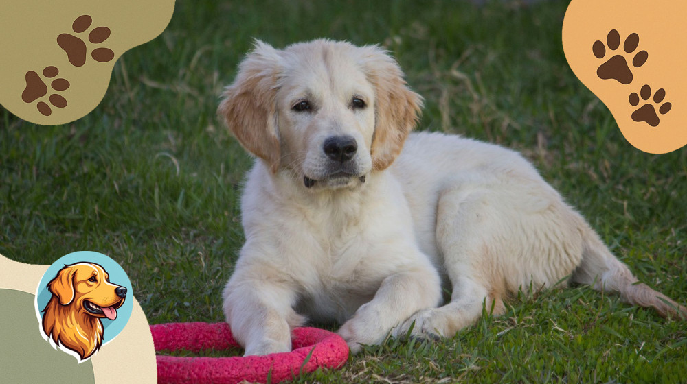 Ретривер или ризеншнауцер — кто король буквы «Р»