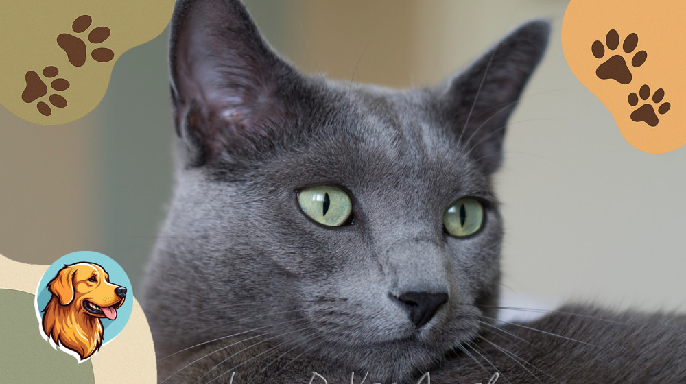 Тайные прототипы котов из книг которые вы не замечали