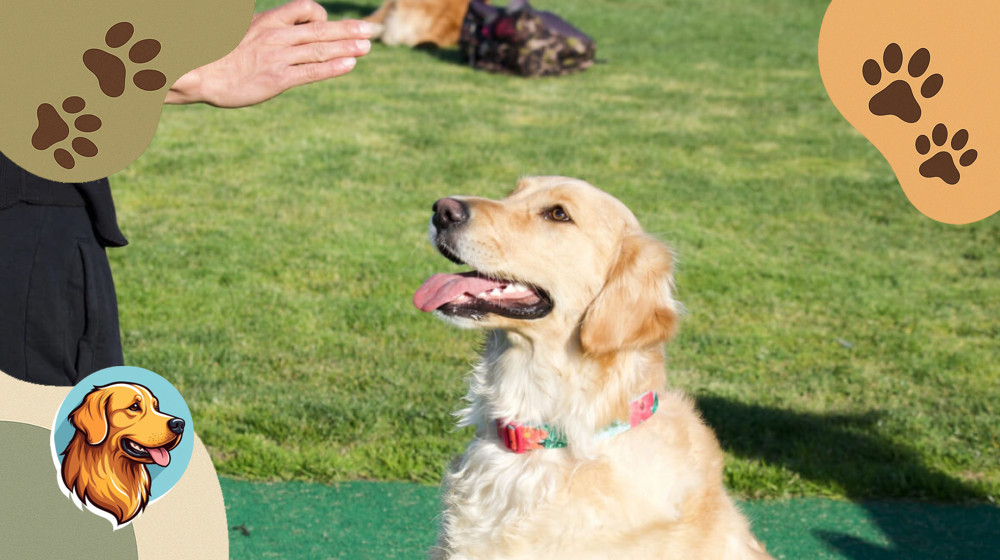 СУКИ ДЕЙСТВИТЕЛЬНО УМНЕЕ КОБЕЛЕЙ ИЛИ ЭТО МИФ