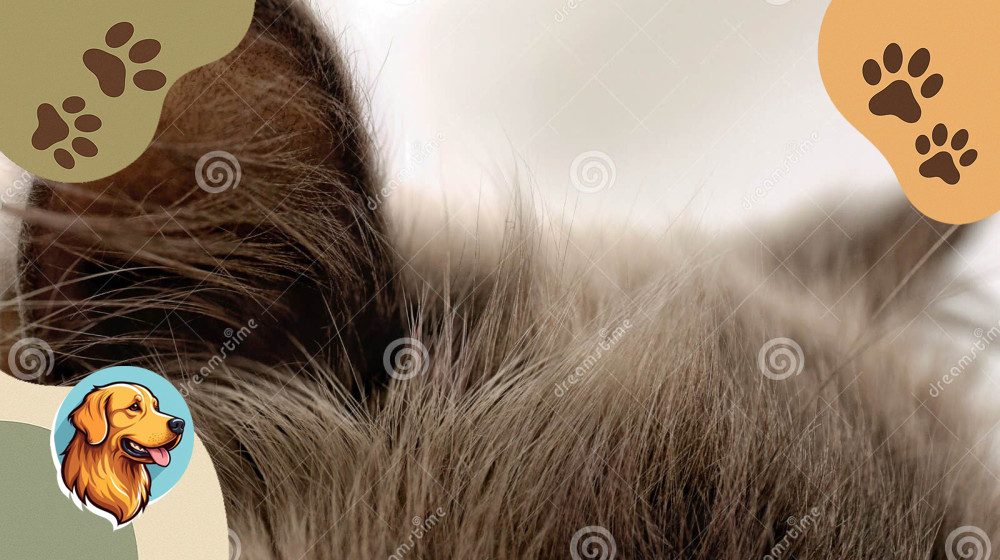 Тест КОТОФОТОШОП распознает фейковые уши за секунды