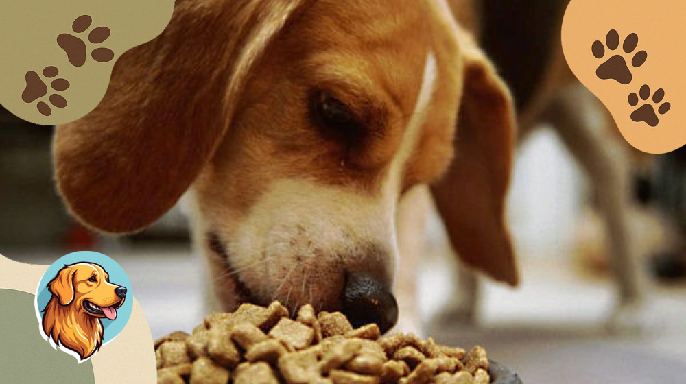 Секрет идеального корма для вашей собаки раскрыт