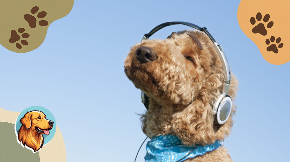 Угадай хит по строчке про собаку и выиграй виртуальный ужин с питомцем