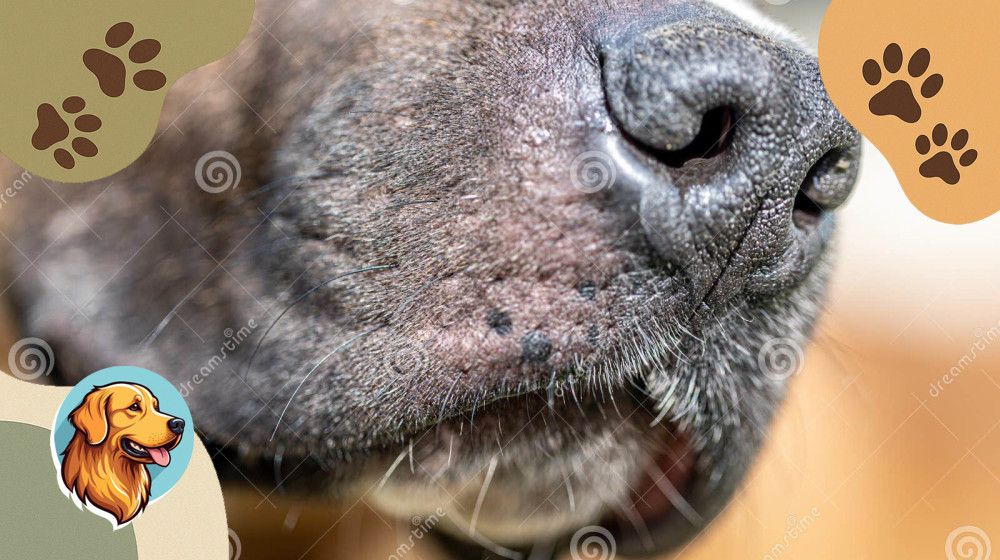 10 запахов которые сводят вашу собаку с ума