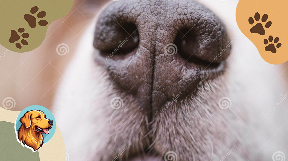 10 запахов, которые раскроют мир вашей собаки