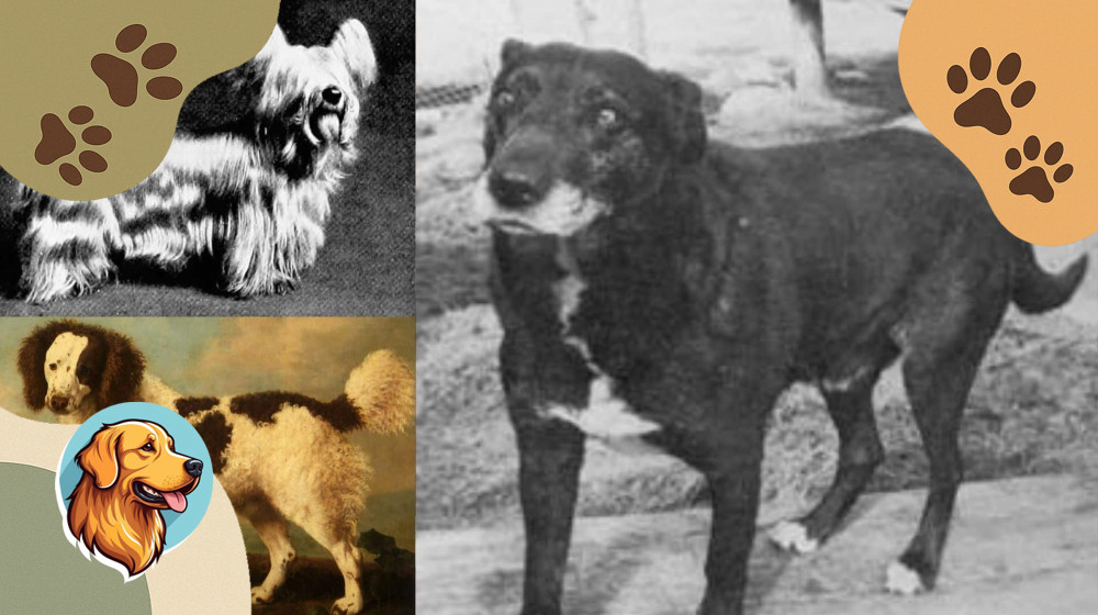 Как волк превратился в пуделя и почему это изменило человечество