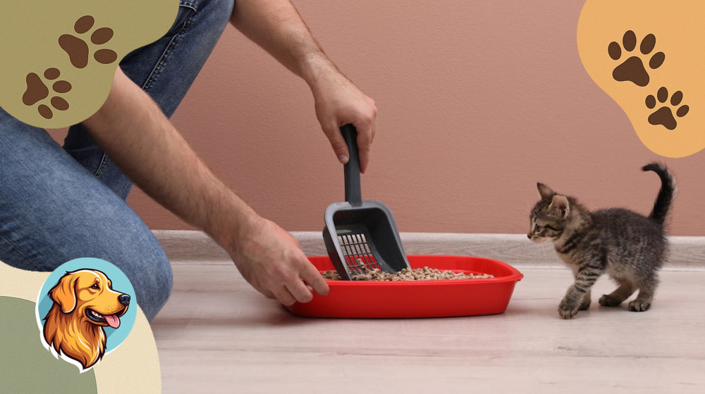 10 опасностей в вашем доме, о которых вы не догадывались, пока не завели котенка или щенка