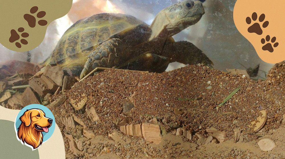 Эти черепахи переживут всех ваших питомцев и даже вас