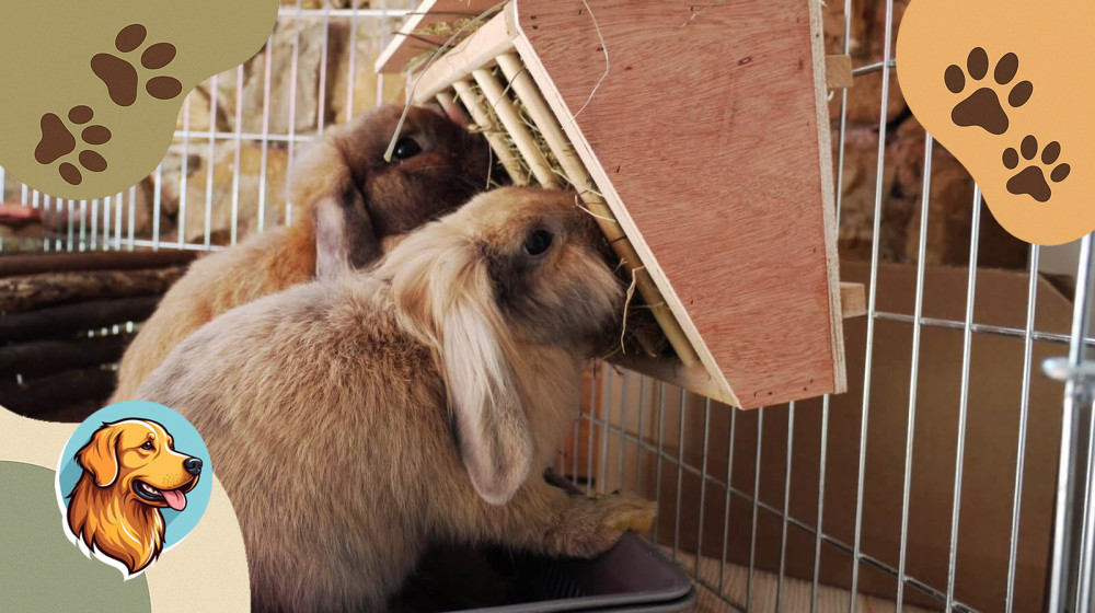 Эти 5 ошибок убивают вашего кролика – проверьте срочно!