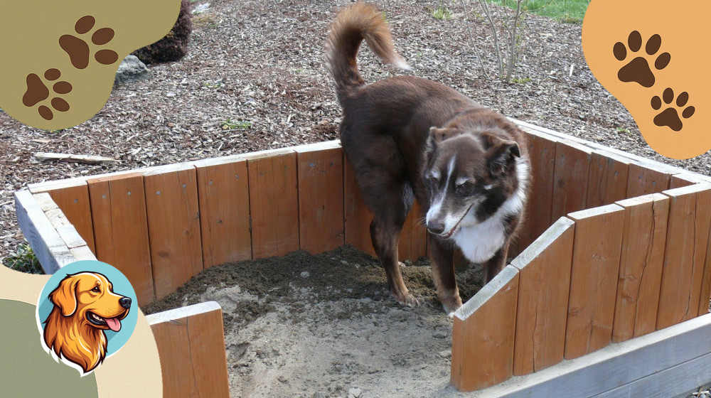 Ваш питомец на даче перевернет ваш отдых если не учесть эти 5 правил