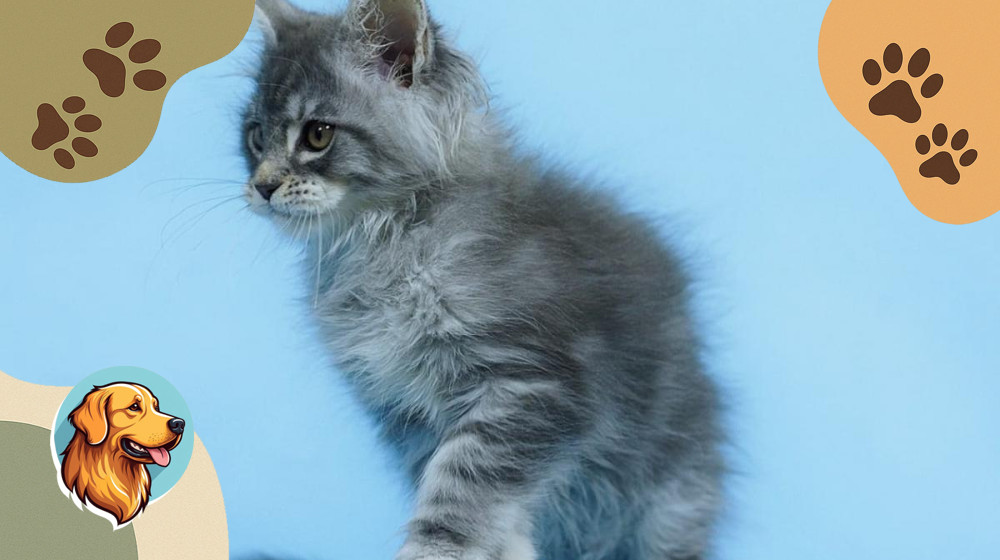 Эти 5 пород кошек захватили сердца россиян — а вы знаете их все?